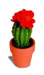 fotka Kaktus jasně červený